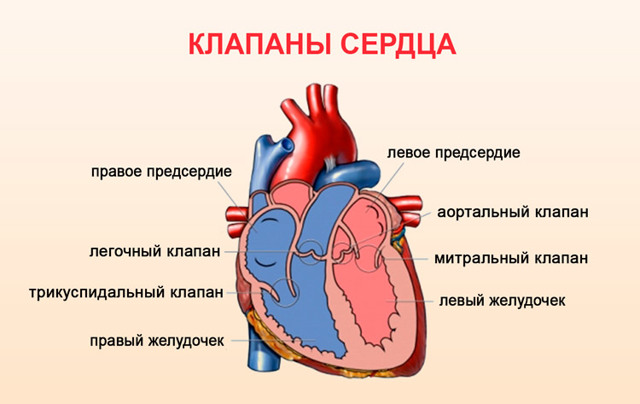 Клапаны сердца человека: расположение, строение, назначение