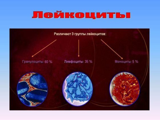 Лимфоциты в крови повышены: причины у женщин цимфацитоза