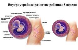 Когда начинает биться сердце у плода