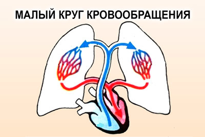 Кардиопатия сердца: симптомы, диагностика и лечение. Что такое кардиопатия у детей? Кардиопатия у детей и взрослых: причины, симптомы, лечение и возможные последствия.