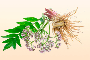 Лечение экстрасистолии в домашних условиях народными средствами - как вылечить