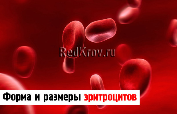 Эритроцит: строение, форма и функции. Строение эритроцитов человека