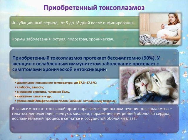 Токсоплазмоз у взрослых: как передается, симптомы и лечение