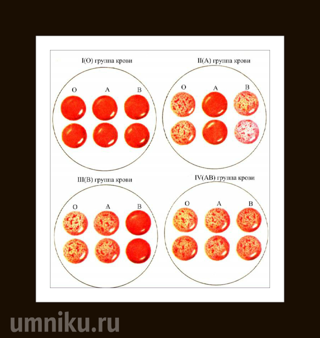 Как наследуется группа крови?