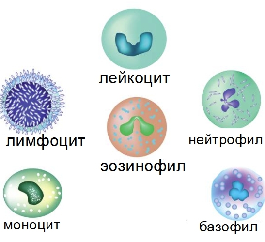 Понижены нейтрофилы, повышены лимфоциты
