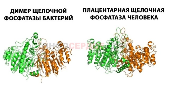 Биохимический анализ крови расшифровка alp | Жизнь сердца