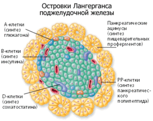 Норма инсулина в крови у женщин: таблица по возрасту