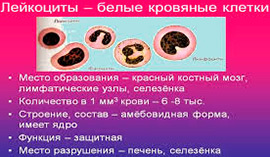 Функции лейкоцитов – за что отвечают? - Диагностика