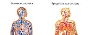 Венозная кровь человека в отличие от артериальной. Отличия венозной и артериальной крови