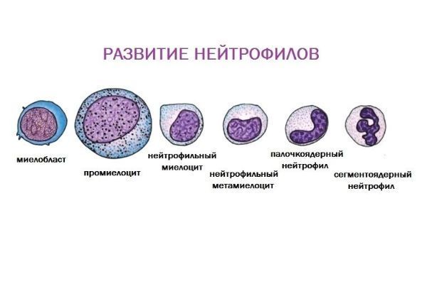 Палочкоядерные нейтрофилы повышены в крови у взрослого, причины