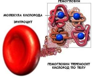 Норма гемоглобина в крови для детей, женщин и мужчин - таблица
