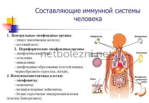 Сегментоядерные нейтрофилы понижены