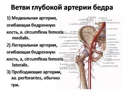 Бедренная артерия - анатомия - медицинская энциклопедия