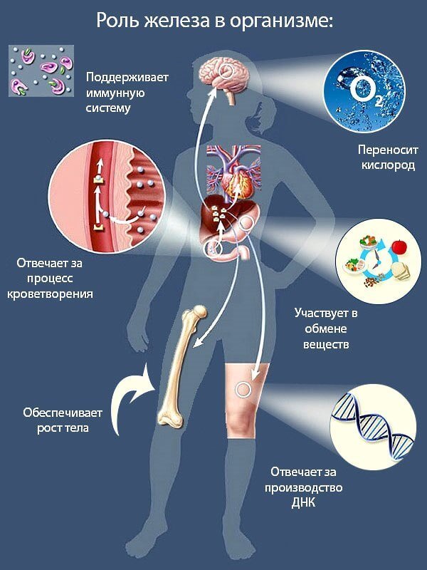 Дефицит железа в организме: к чему приводит нехватка железа?