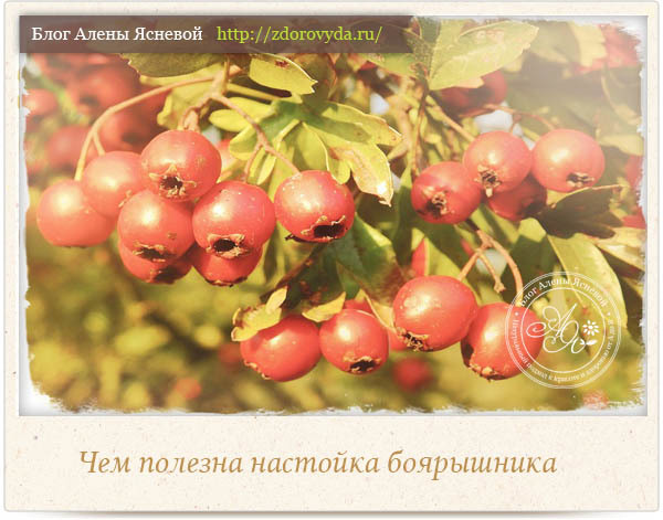 Настойка боярышника – инструкция по применению, польза