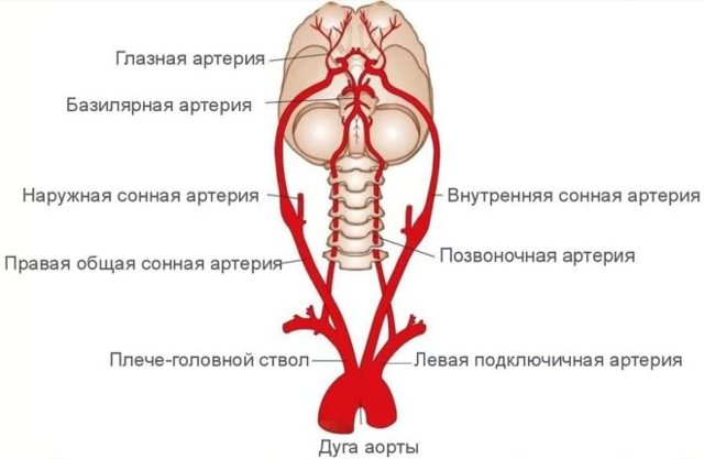 УЗДГ БЦА: что это такое, показания, проведение, расшифровка результатов