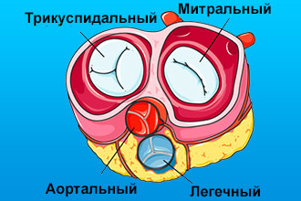 Сердце человека: анатомия и физиология главного органа
