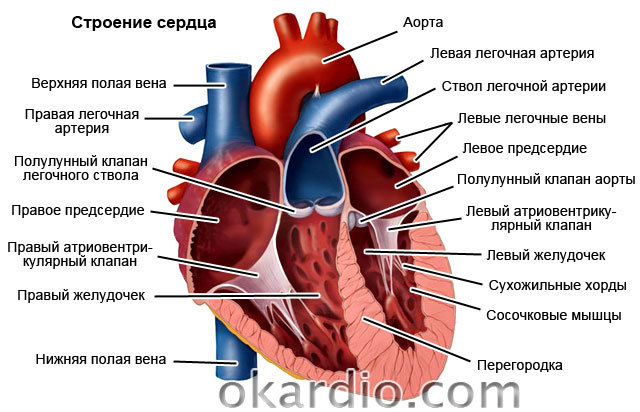 Причины снижения фракции выброса левого желудочка. Причины сердечной недостаточности со сниженной ФВ