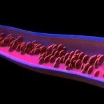 Что делать, если густая кровь при беременности? - Здоровая кровь