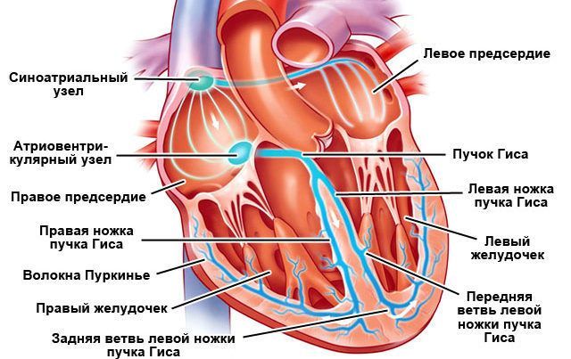 Неполная блокада левой ножки пучка Гиса - причины, лечение