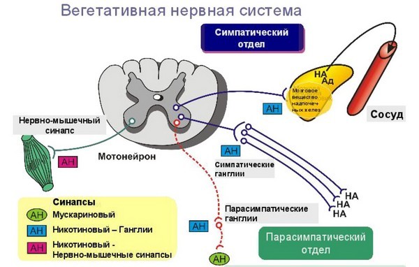 Можно ли заниматься спортом при всд и каким?