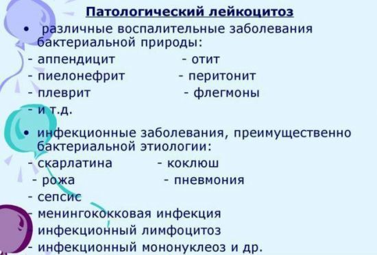 Общий анализ крови - лейкоциты: норма и причины отклонения от нормы