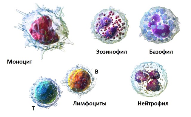 Что делать, если у ребенка повышенные базофилы