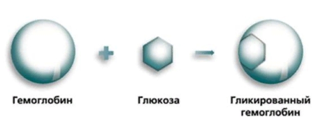 Гемоглобин А1С норма (таблица). Гемоглобин А1С повышен или понижен - что это значит
