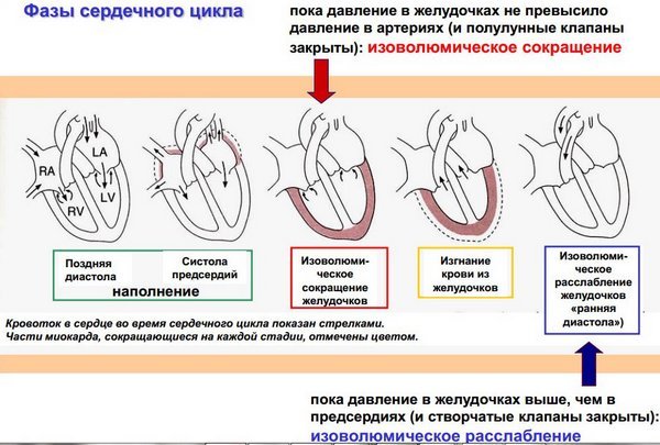 Сердечный цикл, его фазы (таблица): из чего состоит деятельность сердца