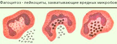 Функции лейкоцитов – за что отвечают? - Диагностика
