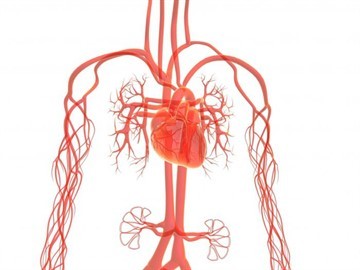 Ангиовит – инструкция по применению и механизм действия, побочные эффекты, противопоказания и аналоги