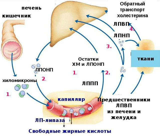 Липиды крови норма у женщин по возрасту таблица - Про холестерин