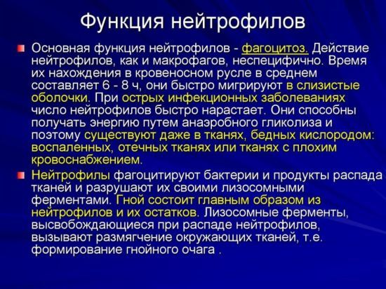 Палочкоядерные нейтрофилы: что это, норма, повышены