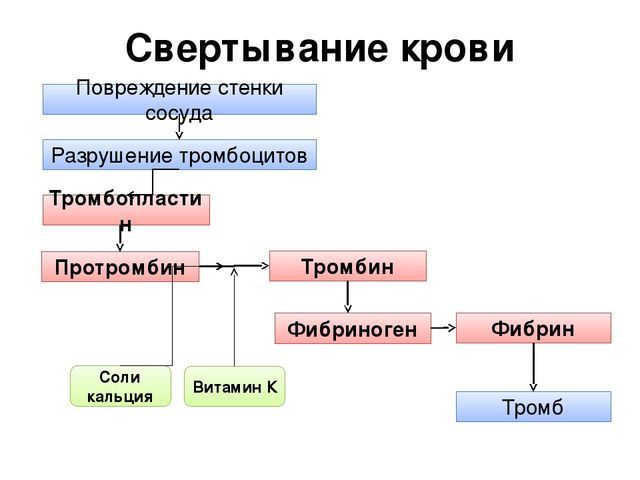Иммунитет - материалы для подготовки к ЕГЭ по Биологии