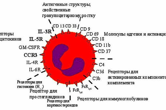 Базофилы в крови: нормы, расшифровка