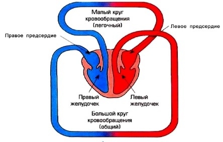 Анатомия: Малый круг кровообращения.