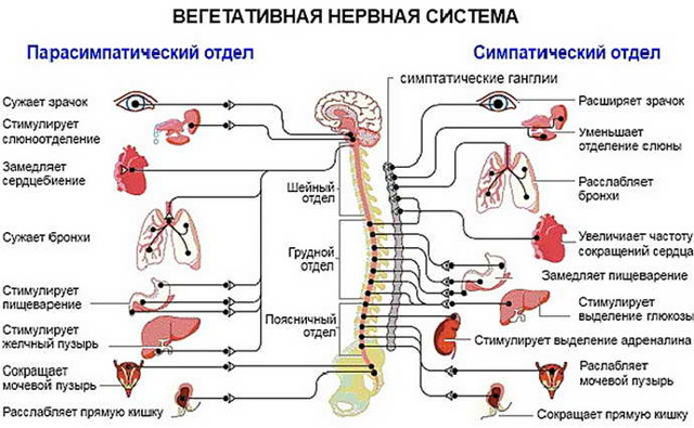 Тошнота при ВСД: обмороки, рвота, предобморочное состояние при ВСД