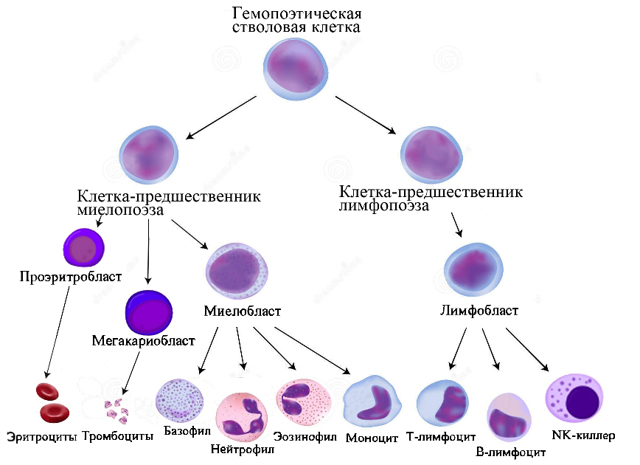 Болезнь крови. Болезни органов крови