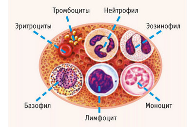 Моноциты повышены у взрослого, о чем это говорит? Причины высокого уровня моноцитов в крови у взрослых