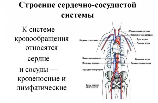 Малина повышает или понижает давление?