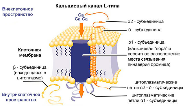 Блокаторы кальциевых каналов