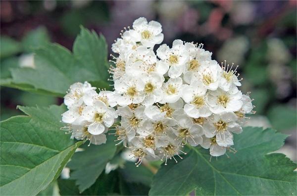 Причины, симптомы и лечение тахикардии при беременности