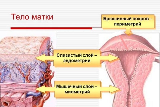 Месячные после выскабливания когда пойдут: после чистки матки, абортивного выскабливания, обильные, первые