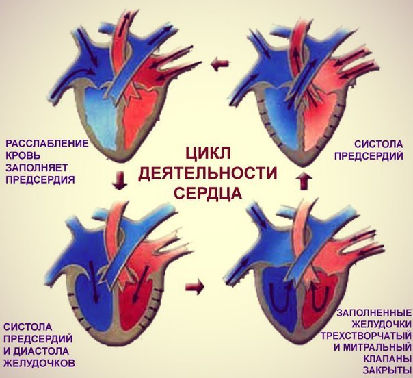 Сердечный цикл, его фазы (таблица): из чего состоит деятельность сердца