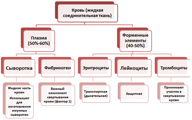 Что делать, если густая кровь при беременности? - Здоровая кровь