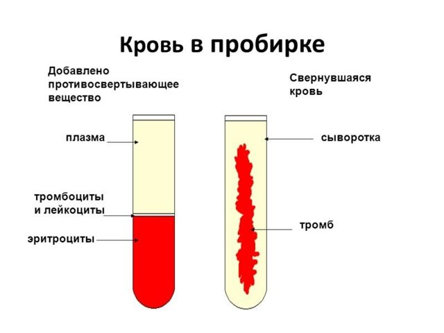 Сыворотке крови составляет от 3. Разница между плазмой и сывороткой крови. Антисыворотка бывает двух видов