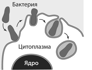 Моноциты - что это такое и какую функцию в крови они выполняют, показатели нормы моноцитов и методы лечения при их отклонениях