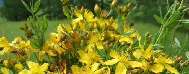 Как понизить билирубин в крови: лекарства и народные рецепты