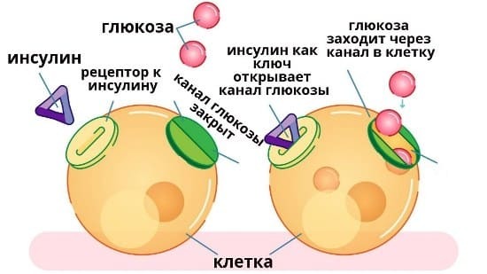 Норма глюкозы в крови капиллярной и венозной - допустимые значения для ребенка и взрослого