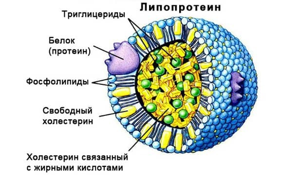 Нормы липидов в крови, гормональная функция липидов